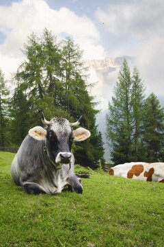 Grey dairy cow brown white cattle resting looking at camera pose in lush green alpine meadow pine forest background Dolomites Italy summer organic farming agriculture pasture concept