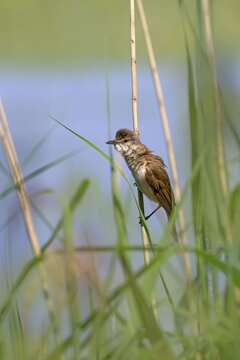 Reed Warbler (Acocephalus arundinaceus), perched in the reeds, G&uuml;ssinger Ponds, G&uuml;ssing, Burgenland, Austria