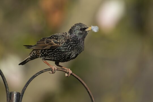 Common starling (Sturnus vulgaris) adult bird on a garden bird feeder bracket with a feather in its beak in spring, Suffolk, England, United Kingdom