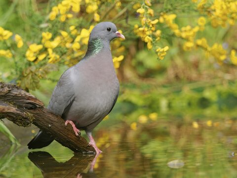 Eurasian stock dove (Columba oenas), perched on a root by the water, Solms, Hesse, Germany