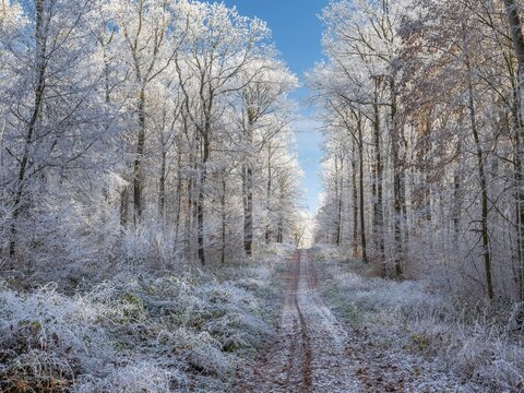 Hiking trail through sunny deciduous forest of oak and beech trees in winter under blue skies, hoarfrost covers the trees, near Eisleben, Saxony-Anhalt, Germany