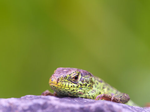 A male sand lizard (Lacerta agilis) is resting on a stone, Solms, Hesse, Germany
