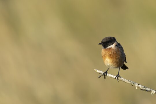 European stonechat (Saxicola rubicola) adult male bird on a tree branch, England, United Kingdom