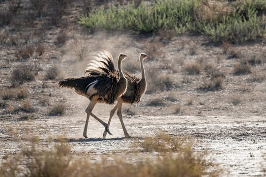 Two females, common ostrich (Struthio camelus) fluffed up up, Kgalagadi Transfrontier National Park, Northern Cape, South Africa