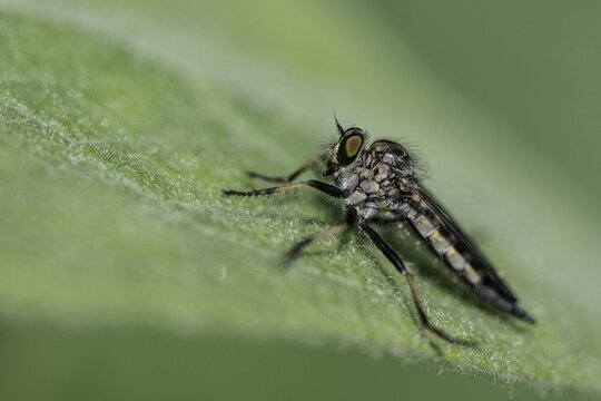 Tolmerus atricapillus (Tolmerus atricapillus), Emsland, Lower Saxony, Germany