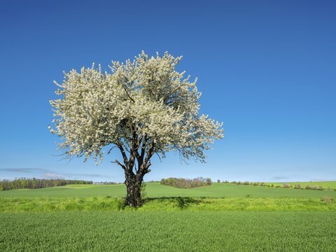 Field landscape in spring, large blooming cherry tree in a green field, near Freyburg, Saxony-Anhalt, Germany