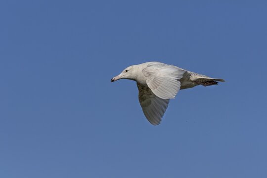 A glaucous gull (Larus hyperboreus) in its second-winter plumage on the Danish North Sea coast, vagrant, rarity, juvenile plumage, May, Denmark