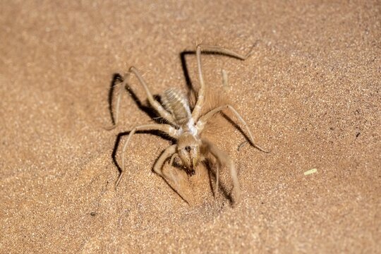 Roller spider (Solifugae or Solpugida) in the sand, Namib Desert, Namib Naukluft Park, Namibia