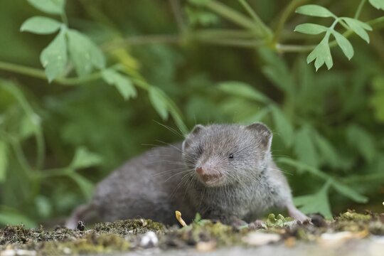 Common shrew (Crocidura russula) in a green, natural setting against a blurred background, Hesse, Germany
