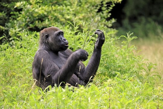 Western gorilla (Gorilla gorilla), adult, female, portrait, sitting, meadow