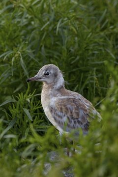 A black-headed gull chick (Chroicocephalus ridibundus) waits for its parents in the colony, downy plumage, breeding colony, young gull, seagull chick, baby animals, young bird, sweet, cute, bird colony, seabird colony, beach bird, coastal bird, Eidersperrwerk, July, Germany