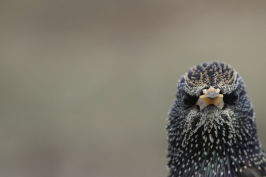 European or Common starling (Sturnus vulgaris) adult bird head portrait, England, United Kingdom