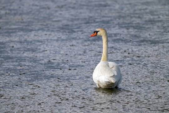 Mute Swan (Cygnus olor), by the water in the rain, Gro&szlig;wilfersdorf Nature Reserve, Gro&szlig;wilfersdorf, Styria, Austria