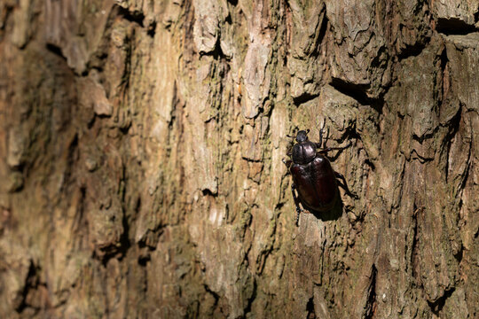 female  hermit beetle or Russian leather beetle (Osmoderma eremita) is a xylobiontic beetle living in tree hollows and is threatened by modern intensive forestry