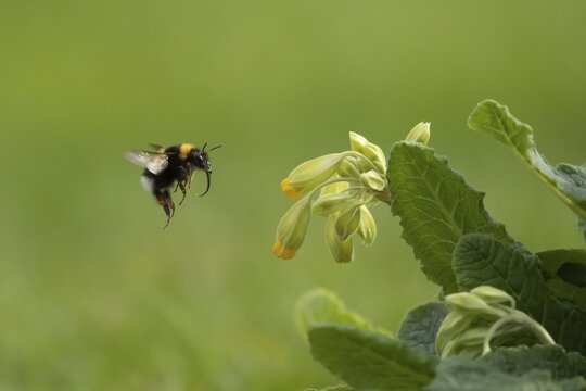 Garden bumblebee (Bombus hortorum) adult bee insect flying towards a flowering Cowslip (Primula veris) in a garden in spring, Suffolk, England, United Kingdom