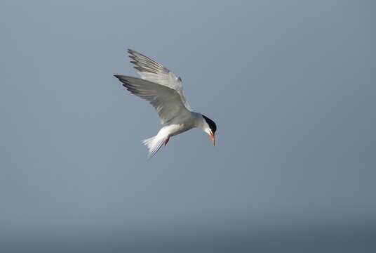 Common tern (Sterna hirundo) adult bird hovering in flight, Suffolk, England, United Kingdom