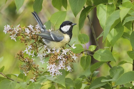 A great tit (Parus major) sitting on a flowering lilac branch in a green setting, Hesse, Germany
