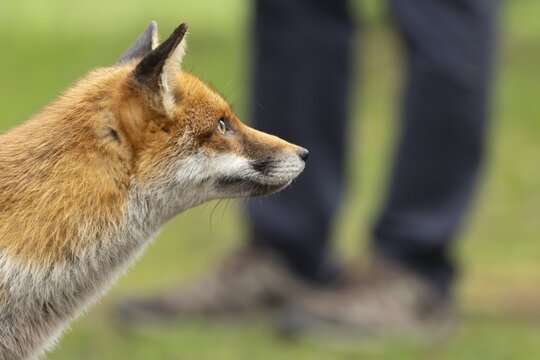 Red fox (Vulpes vulpes) adult animal in parkland with a person in the background, England, United Kingdom