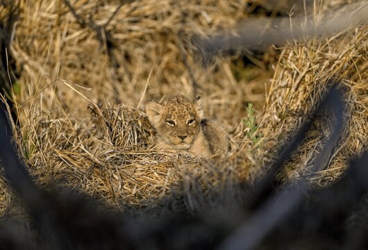 A young lion (Panthera leo) in its lair near Atzar&oacute; Camp, Okavango Delta, North-West District, Botswana