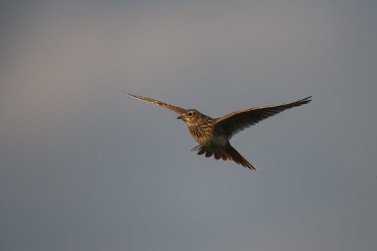Eurasian skylark (Alauda arvensis) adult bird hovering in flight, England, United Kingdom