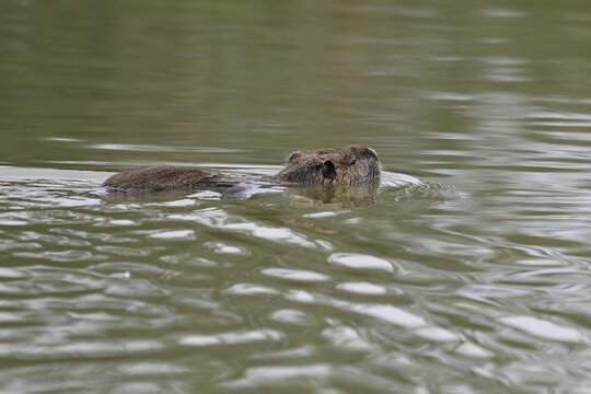 Nutria (Myocastor coypus), swimming in the water, Camargue, southern France, France