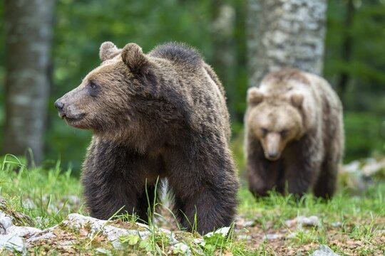 European brown bear (Ursus arctos arctos), two magnificent animals in the forest, Notranjska region, Slovenia