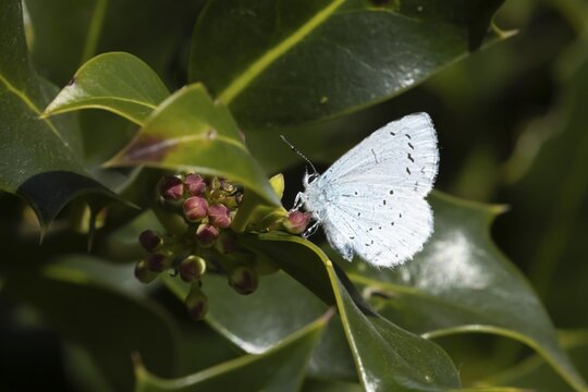 Holly blue butterfly (Celastrina argiolus) adult insect resting on a garden Holly tree leaf in spring, Suffolk, England, United Kingdom