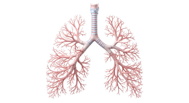 Ultra-High-Quality The Complete Conducting Airway System From The Trachea Through