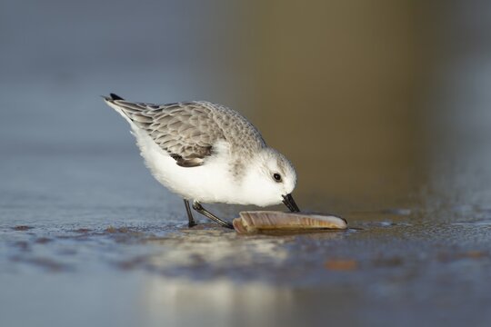 Sanderling (Calidris alba) adult wading bird in winter plumage feeding on a razorshell on a beach, Suffolk, England, United Kingdom