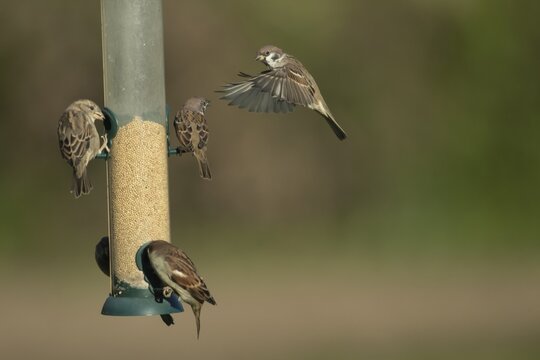 Tree sparrow (Passer montanus) and House sparrow (Passer domesticus) adult sparrows birds on a bird feeder, England, United Kingdom