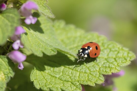 Seven spot ladybird or ladybug (Coccinella septempunctata) on a red dead nettle leaf, Suffolk, England, United Kingdom