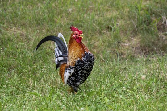 A rooster, dwarf chicken with colorful, magnificent plumage stands in meadow and crows, Upper Bavaria, Bavaria, Germany