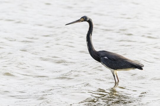 Tricoloured heron (Egretta tricolor), Curacao