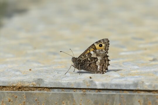 Grayling butterfly (Hipparchia semele) adult insect resting on metalwork in summer, Suffolk, England, United Kingdom