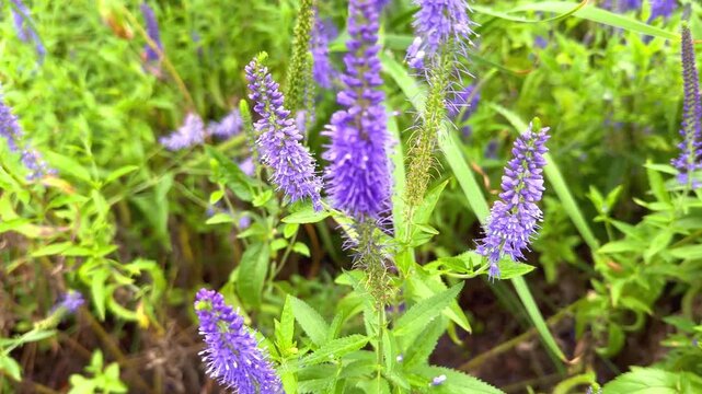 Purple Veronica longifolia flowers in lush green foliage, showcasing vibrant blooms in natural setting