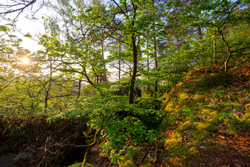 Fototapeta premium The Souris Rock in the 25 Bumps circuit. Fontainebleau Massif
