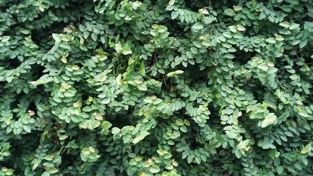 dollar creeper (Ficus pumila) a climbing plant on the wall
