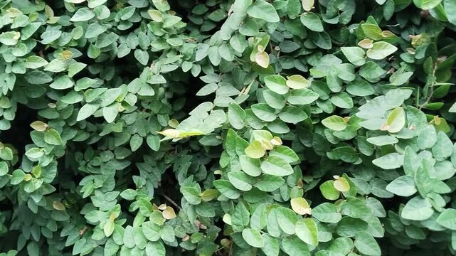 dollar creeper (Ficus pumila) a climbing plant on the wall