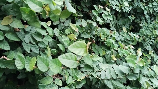 dollar creeper (Ficus pumila) a climbing plant on the wall