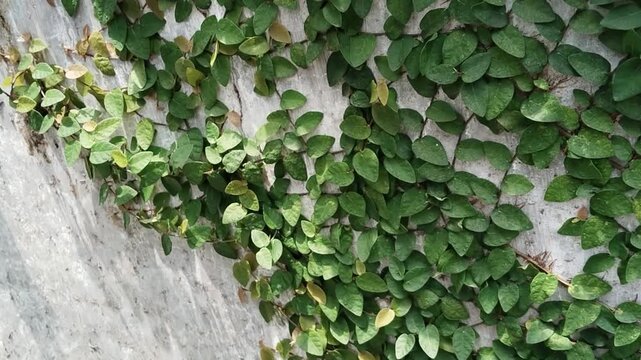 dollar creeper (Ficus pumila) a climbing plant on the wall