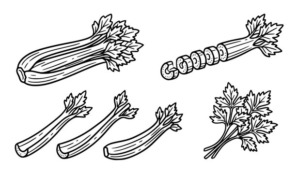 Cute Cartoon Celery Vegetable Drawing Set Food Vector Illustration