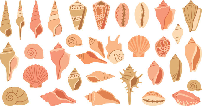 Assorted collection of natural beach seashells on a white background. Spiral conches, scallop shells, marine mollusks, pastel coastal elements vector illustration.