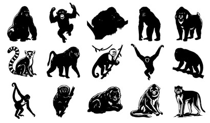 Monkey and Ape Species Collection Exotic Wildlife Vector Illustration © mstRehena