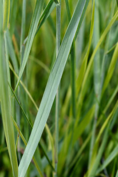 Switch Grass leaves - Latin name - Panicum virgatum Prairie Sky