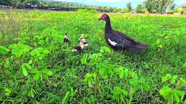 Slow motion of Muscovy duck mother with ducklings walking on green grass