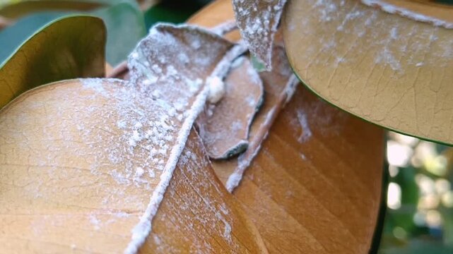 White Pests Infesting Durian Leaf Closeup Agricultural Plant Disease Damage