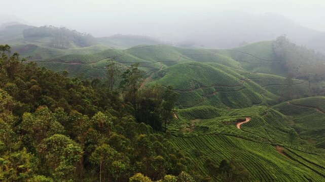 Aerial view rising over bushes, revealing hills and tea plants in misty Munnar