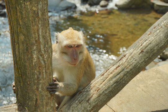 Curious monkey peers from behind a tree trunk