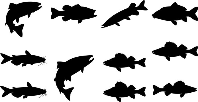 Comprehensive collection of black freshwater fish silhouette vector illustrations featuring catfish, bass, pike, carp, trout, perch, and walleye