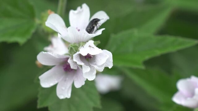 The beetle is sitting on a delicate white marshmallow flower surrounded by lush green leaves. The landscape in nature conveys the intricate details of the medicinal flower and the characteristics 